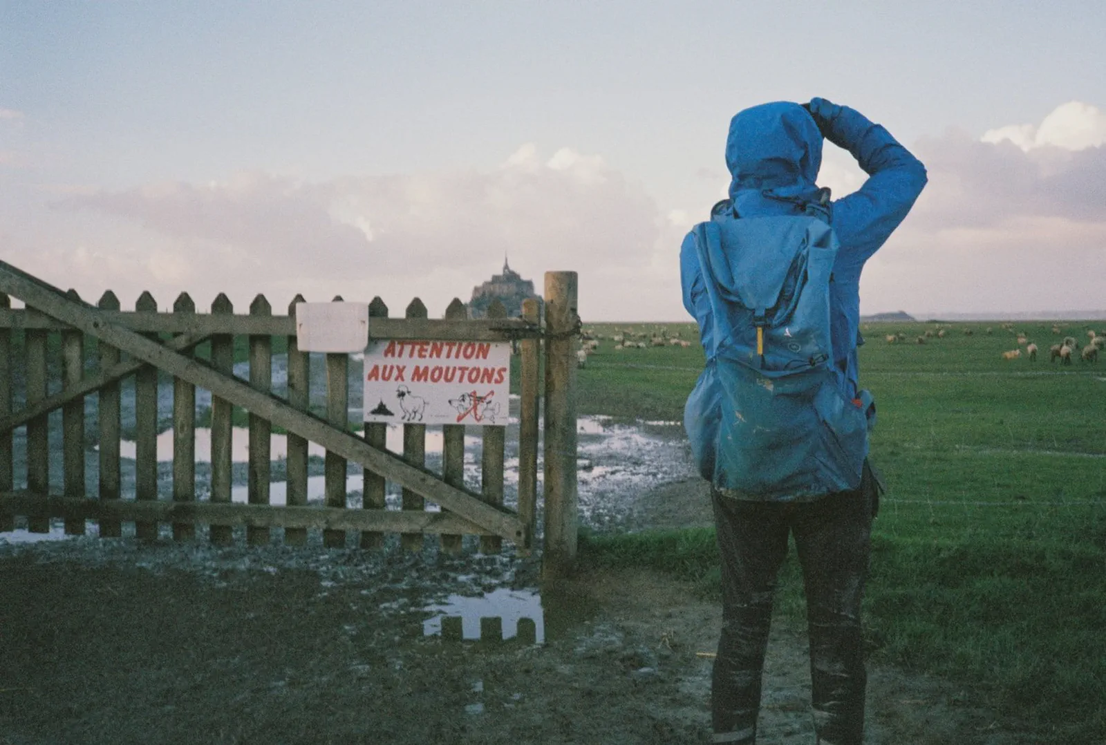 Une personne en veste bleue regarde un troupeau de moutons près d’un portail affichant un avertissement, flèche au loin.