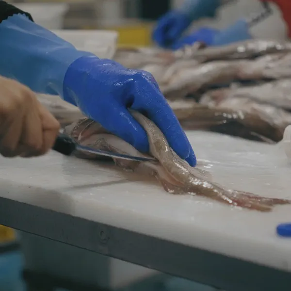 Des mains gantées de bleu découpent des filets de poisson sur une table, autres poissons empilés en arrière-plan.