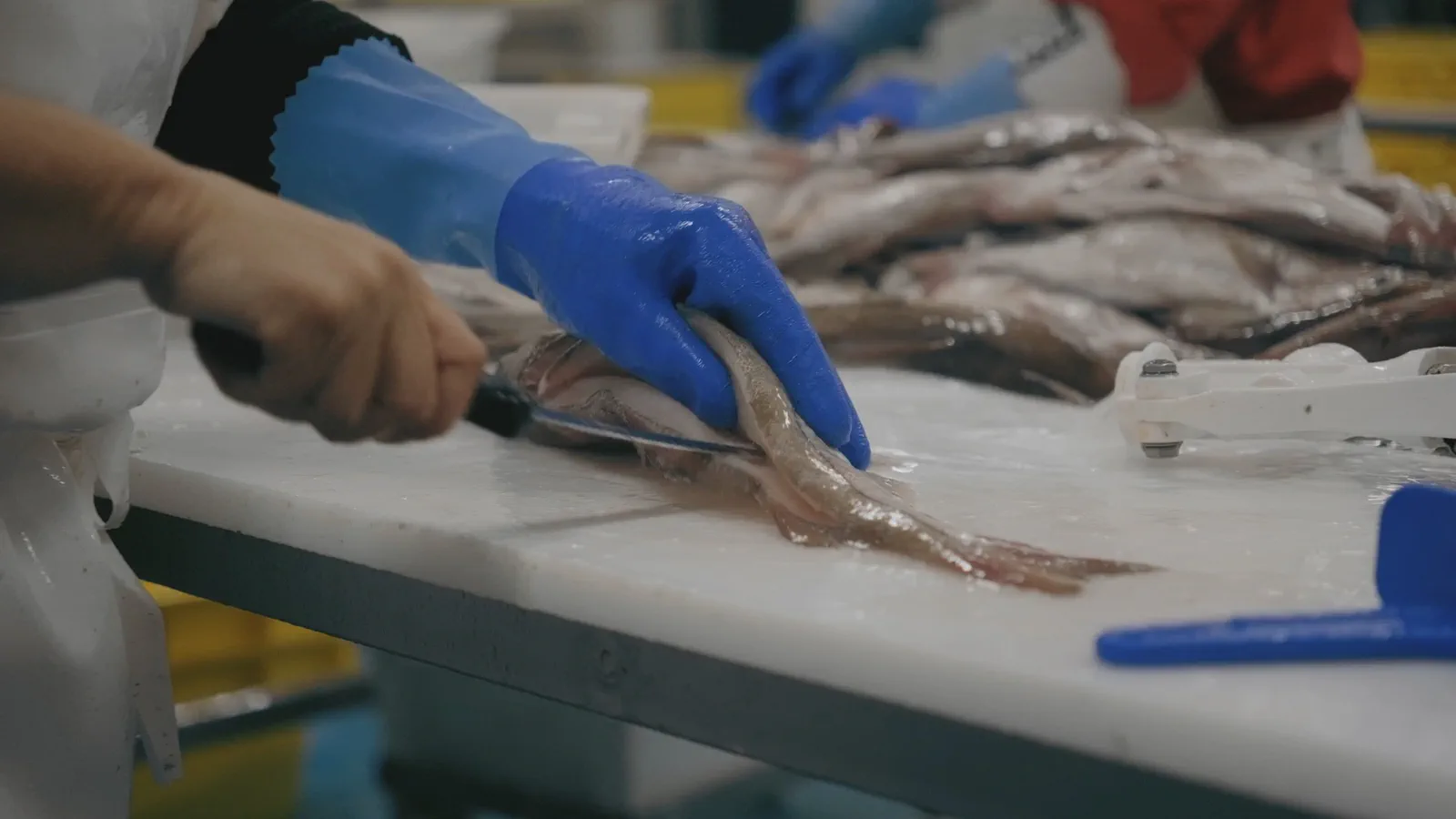 Des mains gantées de bleu découpent des filets de poisson sur une table, autres poissons empilés en arrière-plan.