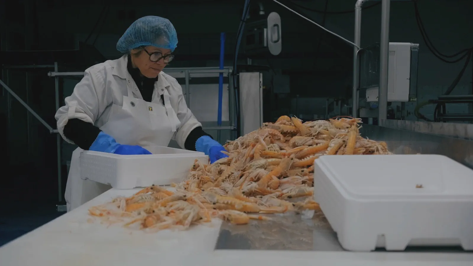 Une femme à lunettes et charlotte trie des langoustines déversées sur une table dans un atelier.