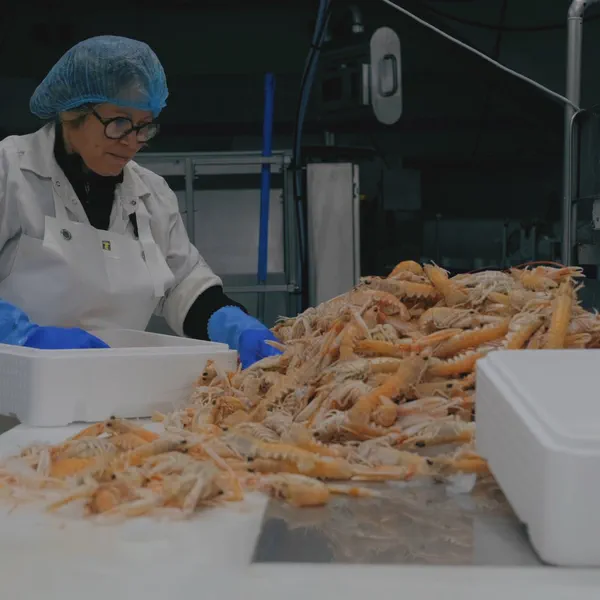 Une femme à lunettes et charlotte trie des langoustines déversées sur une table dans un atelier.