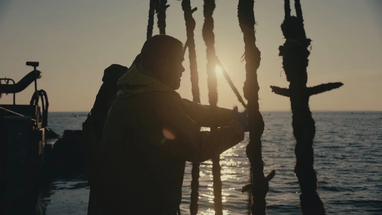 Un homme en contre-jour tire sur des cordes couvertes de moules, soleil couchant reflété sur l’eau.