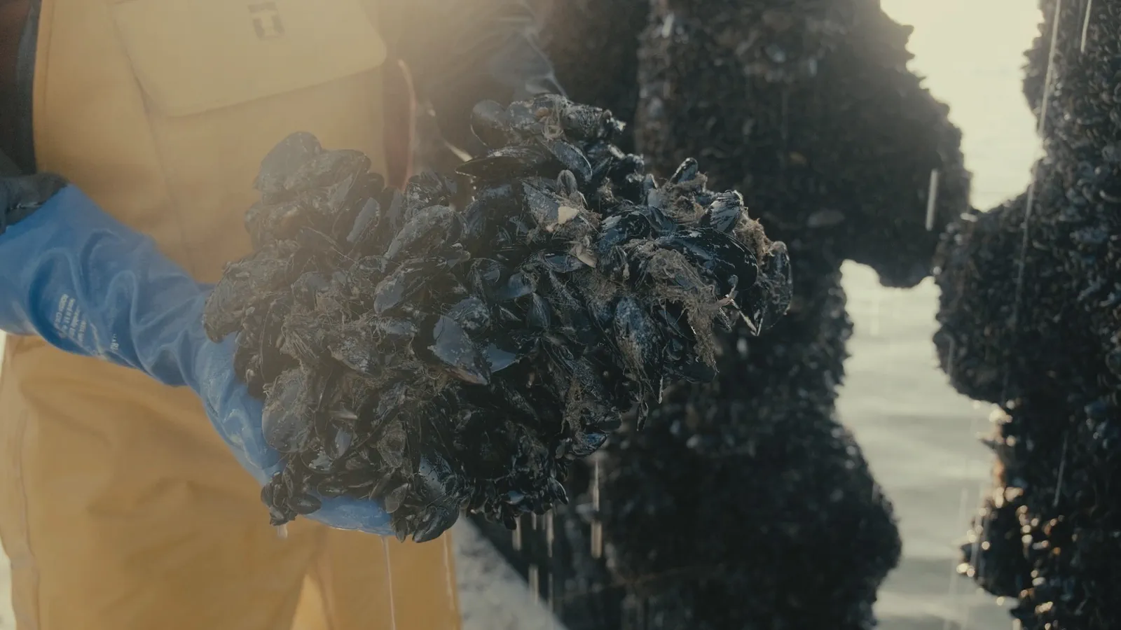 Une main gantée présente une grappe de moules noires tenue au-dessus d’un pieu de bouchot.
