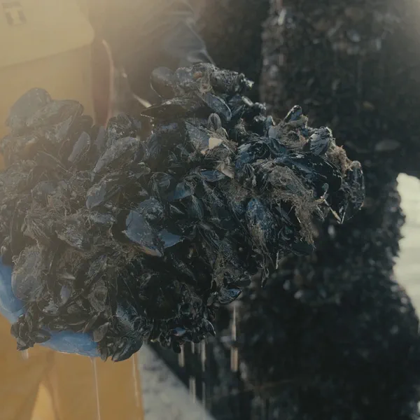 Une main gantée présente une grappe de moules noires tenue au-dessus d’un pieu de bouchot.