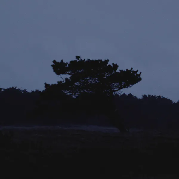 Un pin tordu par le vent se découpe sur une haie sombre au crépuscule, ciel bleu nuit.
