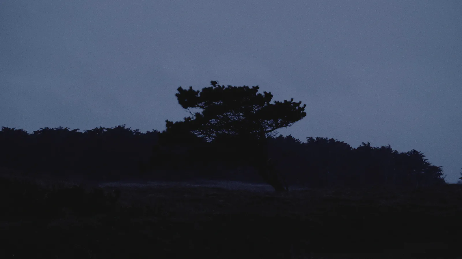 Un pin tordu par le vent se découpe sur une haie sombre au crépuscule, ciel bleu nuit.