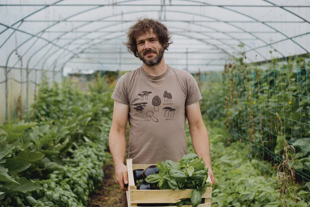 Un homme barbu tient une caisse en bois remplie de basilic et d’aubergines, dans une serre maraîchère.