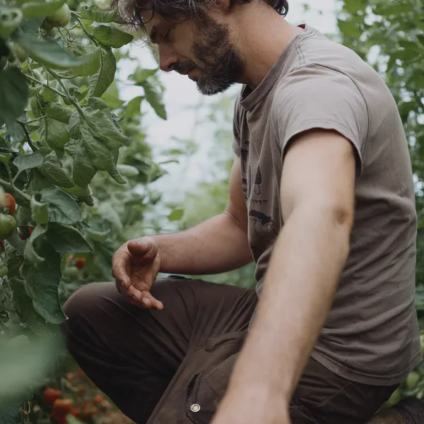 Un homme accroupi examine des plants de tomates sous une serre, fruits rouges visibles sur les tiges.