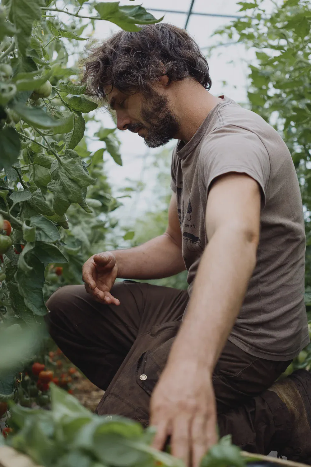 Un homme accroupi examine des plants de tomates sous une serre, fruits rouges visibles sur les tiges.